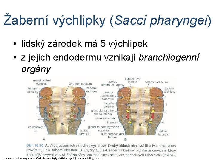 Žaberní výchlipky (Sacci pharyngei) • lidský zárodek má 5 výchlipek • z jejich endodermu