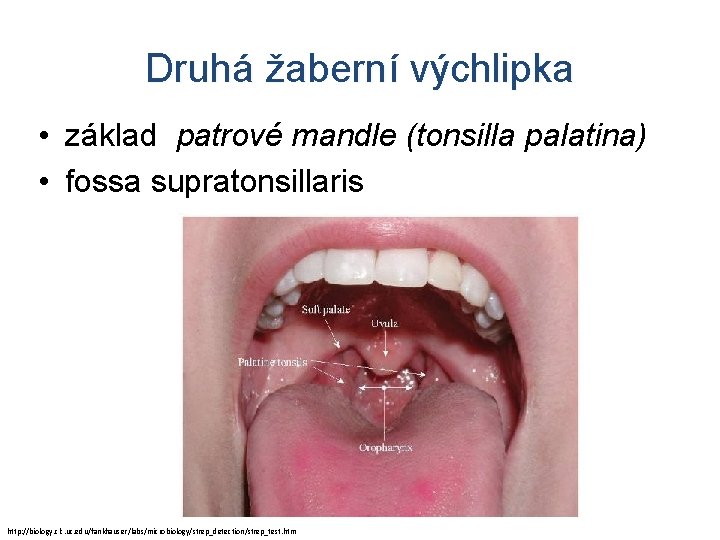 Druhá žaberní výchlipka • základ patrové mandle (tonsilla palatina) • fossa supratonsillaris http: //biology.