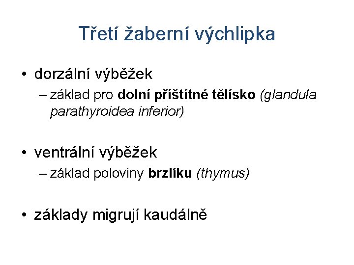 Třetí žaberní výchlipka • dorzální výběžek – základ pro dolní příštítné tělísko (glandula parathyroidea