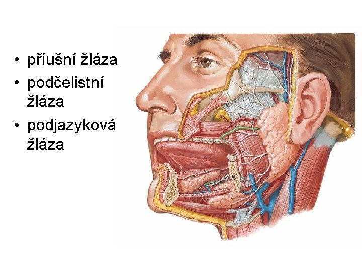  • příušní žláza • podčelistní žláza • podjazyková žláza 