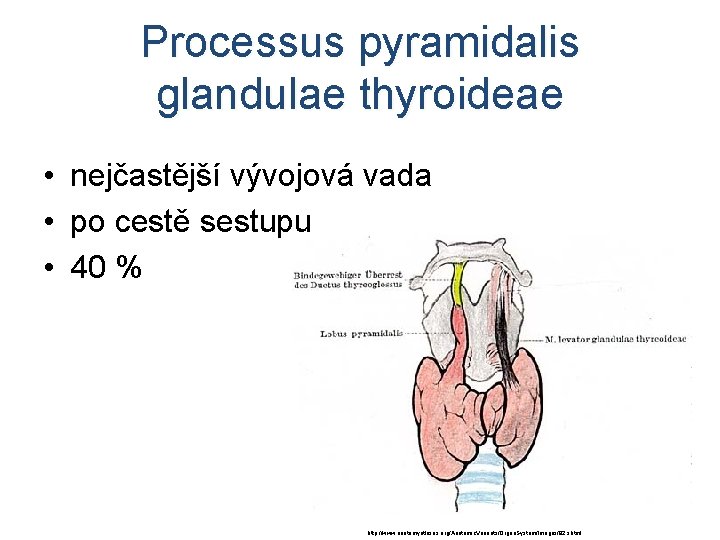 Processus pyramidalis glandulae thyroideae • nejčastější vývojová vada • po cestě sestupu • 40