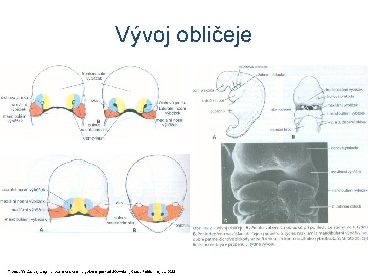 Vývoj obličeje Thomas W. Sadler, Langmanova lékařská embryologie, překlad 10. vydání, Grada Publishing, a.