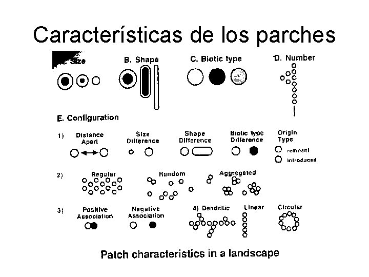 Características de los parches 