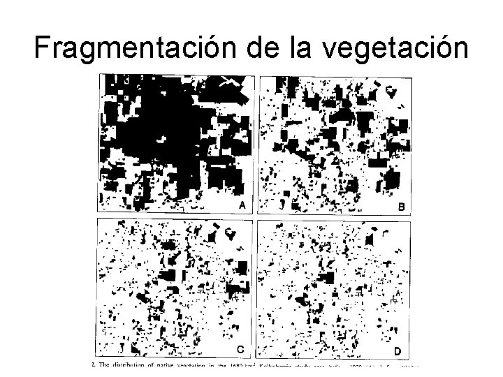 Fragmentación de la vegetación 