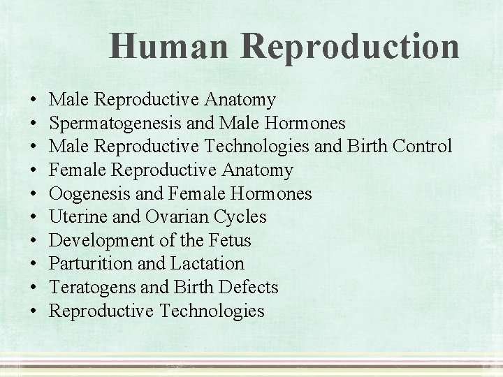 Human Reproduction • • • Male Reproductive Anatomy Spermatogenesis and Male Hormones Male Reproductive