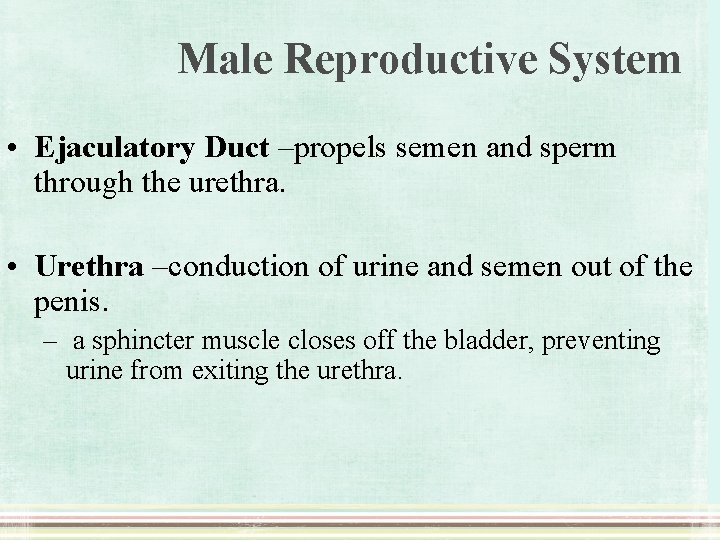 Male Reproductive System • Ejaculatory Duct –propels semen and sperm through the urethra. •