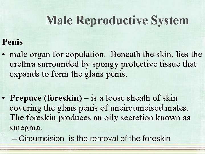 Male Reproductive System Penis • male organ for copulation. Beneath the skin, lies the