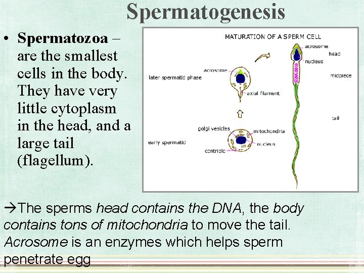 Spermatogenesis • Spermatozoa – are the smallest cells in the body. They have very