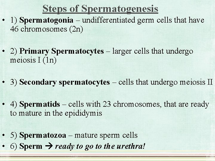 Steps of Spermatogenesis • 1) Spermatogonia – undifferentiated germ cells that have 46 chromosomes