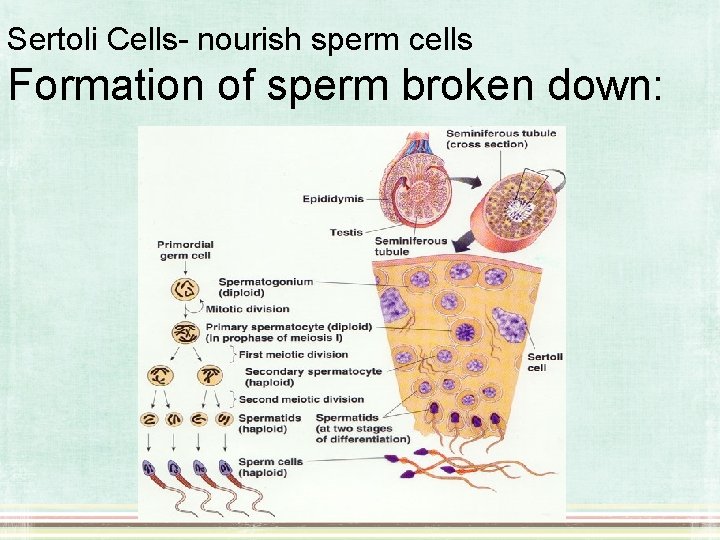 Sertoli Cells- nourish sperm cells Formation of sperm broken down: 