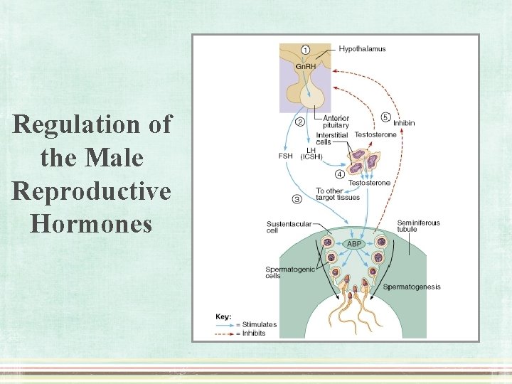 Regulation of the Male Reproductive Hormones 