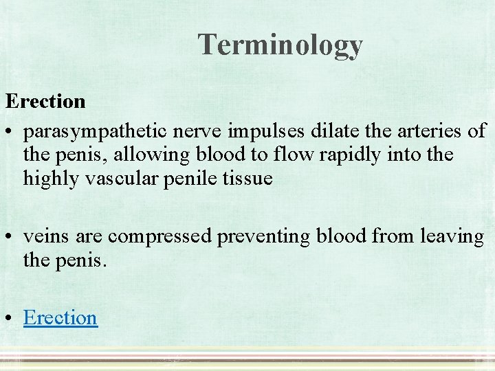 Terminology Erection • parasympathetic nerve impulses dilate the arteries of the penis, allowing blood