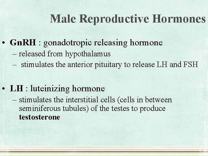 Male Reproductive Hormones • Gn. RH : gonadotropic releasing hormone – released from hypothalamus