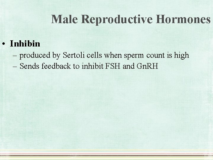 Male Reproductive Hormones • Inhibin – produced by Sertoli cells when sperm count is