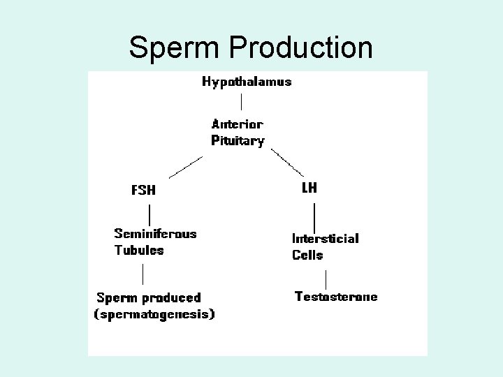 Sperm Production 