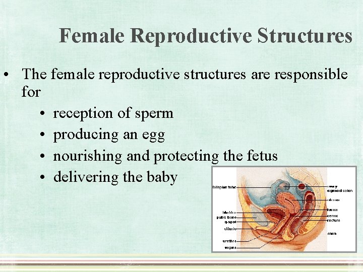 Female Reproductive Structures • The female reproductive structures are responsible for • reception of