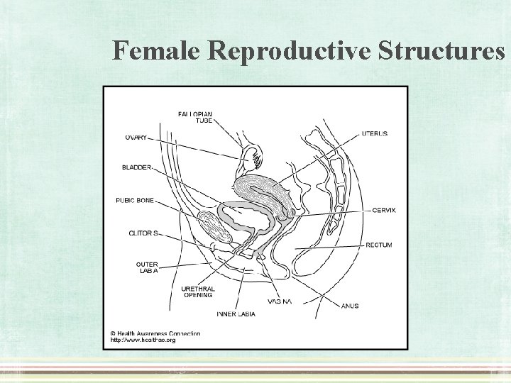 Female Reproductive Structures 