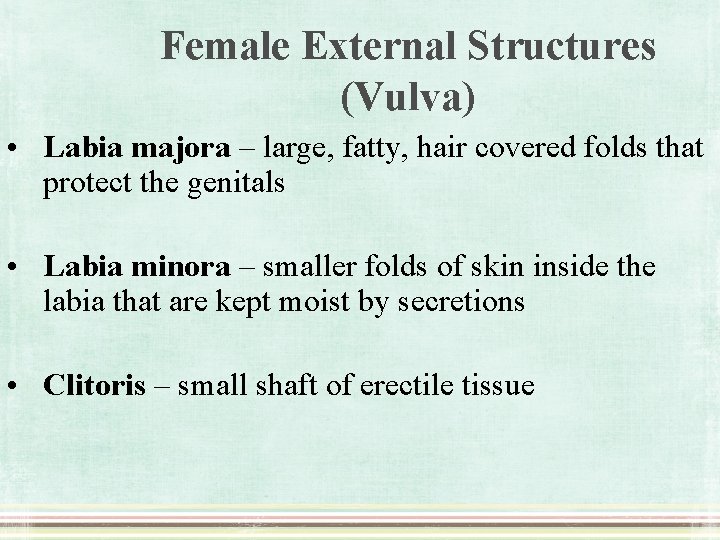 Female External Structures (Vulva) • Labia majora – large, fatty, hair covered folds that