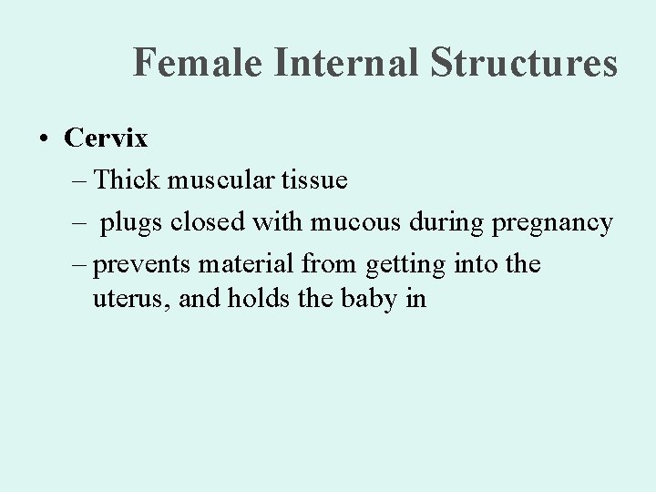 Female Internal Structures • Cervix – Thick muscular tissue – plugs closed with mucous