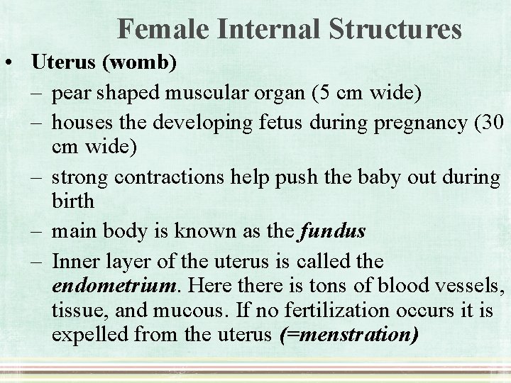 Female Internal Structures • Uterus (womb) – pear shaped muscular organ (5 cm wide)