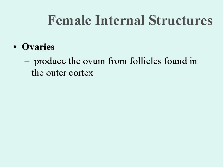 Female Internal Structures • Ovaries – produce the ovum from follicles found in the