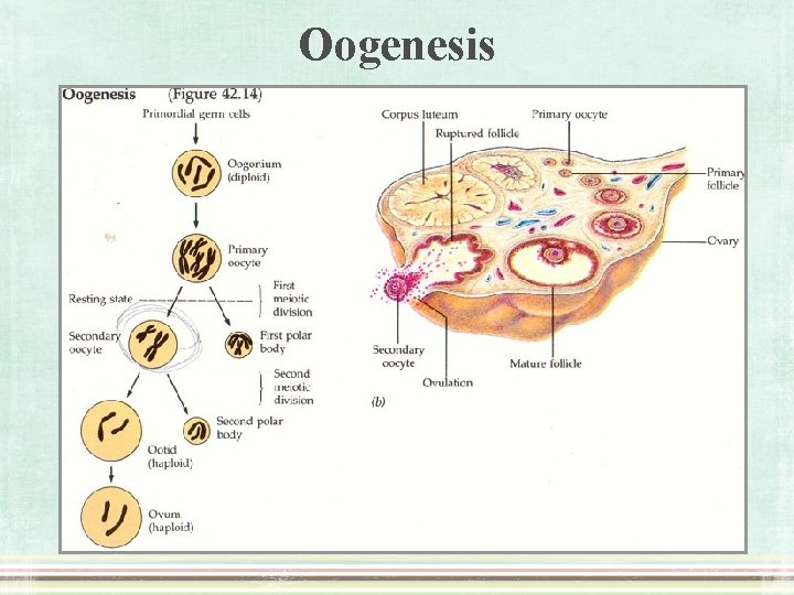 Oogenesis 