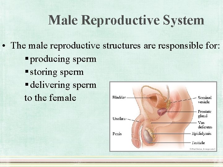 Male Reproductive System • The male reproductive structures are responsible for: § producing sperm