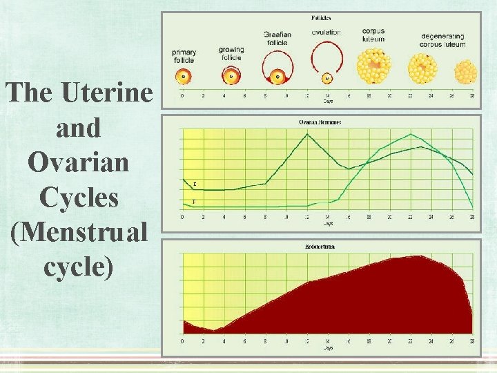 The Uterine and Ovarian Cycles (Menstrual cycle) 