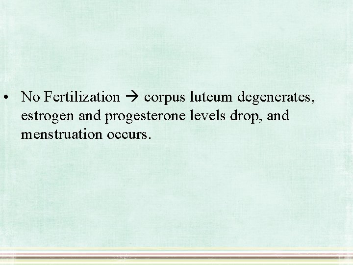  • No Fertilization corpus luteum degenerates, estrogen and progesterone levels drop, and menstruation