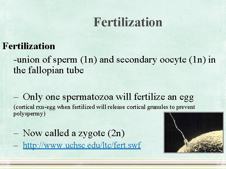 Fertilization -union of sperm (1 n) and secondary oocyte (1 n) in the fallopian