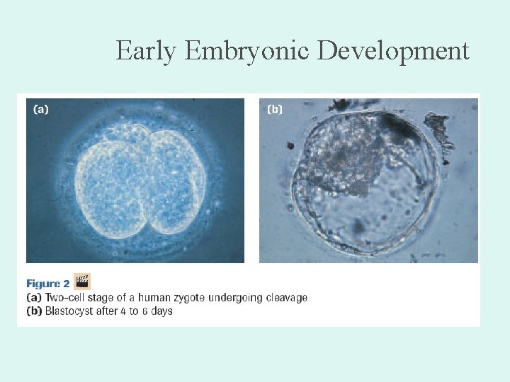 Early Embryonic Development 