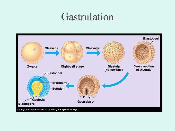 Gastrulation 
