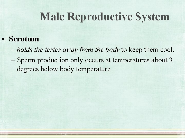 Male Reproductive System • Scrotum – holds the testes away from the body to