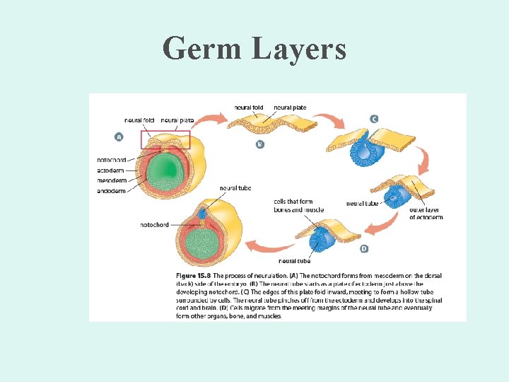 Germ Layers 