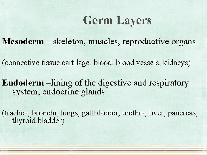Germ Layers Mesoderm – skeleton, muscles, reproductive organs (connective tissue, cartilage, blood vessels, kidneys)