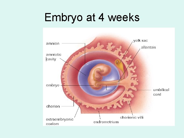 Embryo at 4 weeks 