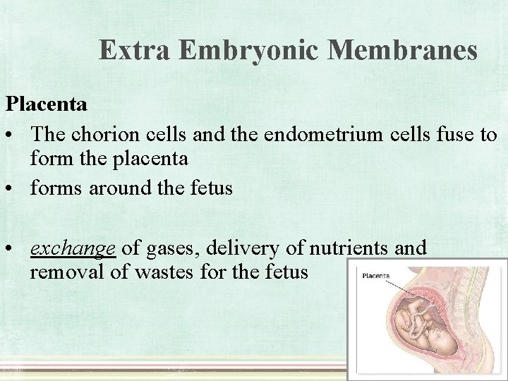 Extra Embryonic Membranes Placenta • The chorion cells and the endometrium cells fuse to