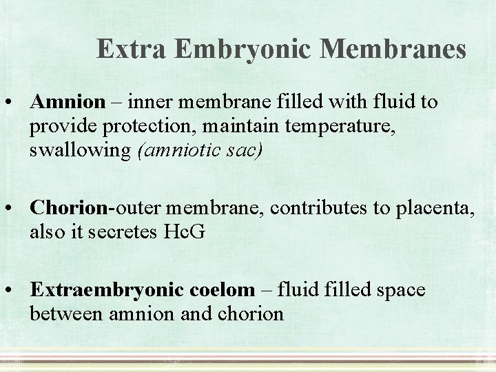 Extra Embryonic Membranes • Amnion – inner membrane filled with fluid to provide protection,