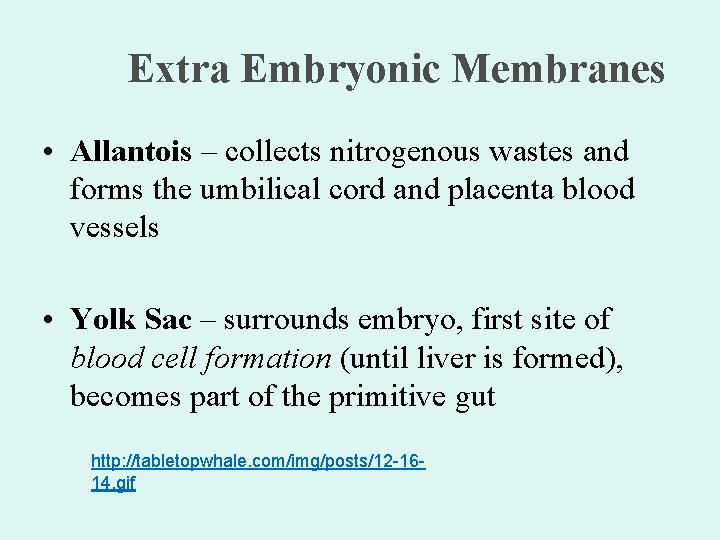 Extra Embryonic Membranes • Allantois – collects nitrogenous wastes and forms the umbilical cord