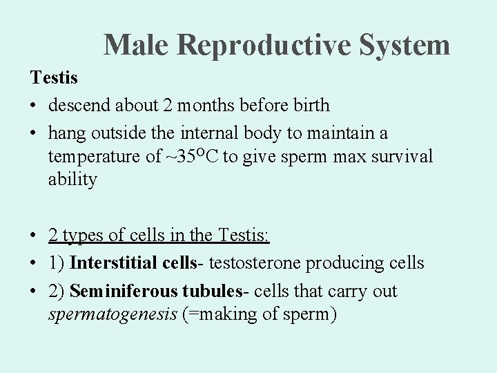 Male Reproductive System Testis • descend about 2 months before birth • hang outside