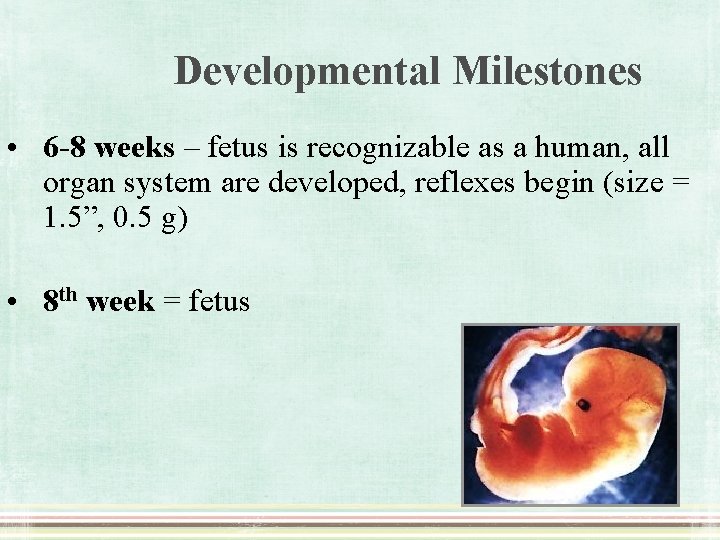 Developmental Milestones • 6 -8 weeks – fetus is recognizable as a human, all