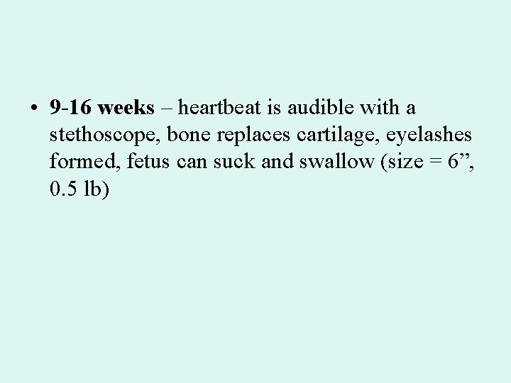  • 9 -16 weeks – heartbeat is audible with a stethoscope, bone replaces