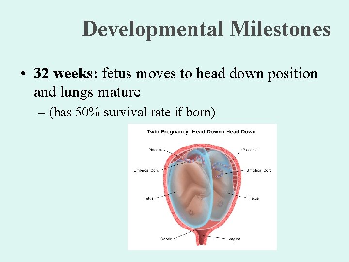 Developmental Milestones • 32 weeks: fetus moves to head down position and lungs mature