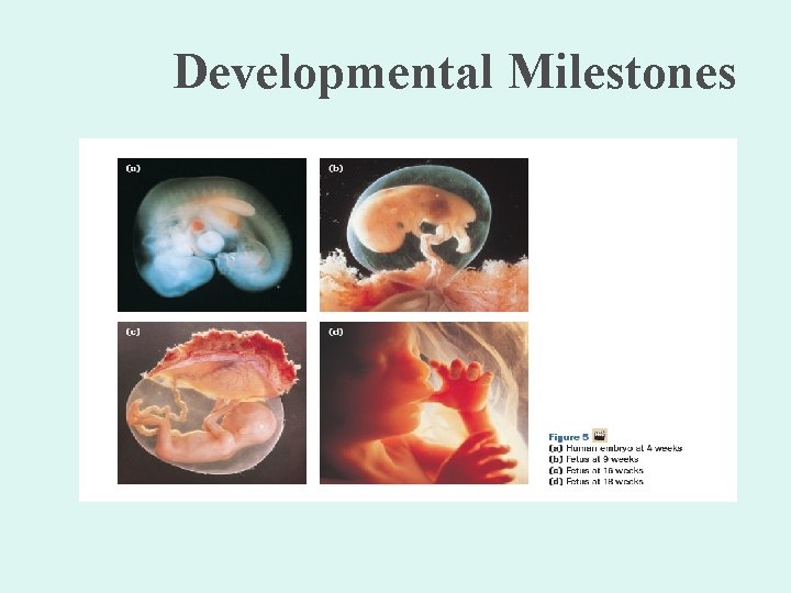 Developmental Milestones 