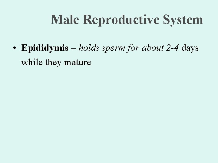 Male Reproductive System • Epididymis – holds sperm for about 2 -4 days while