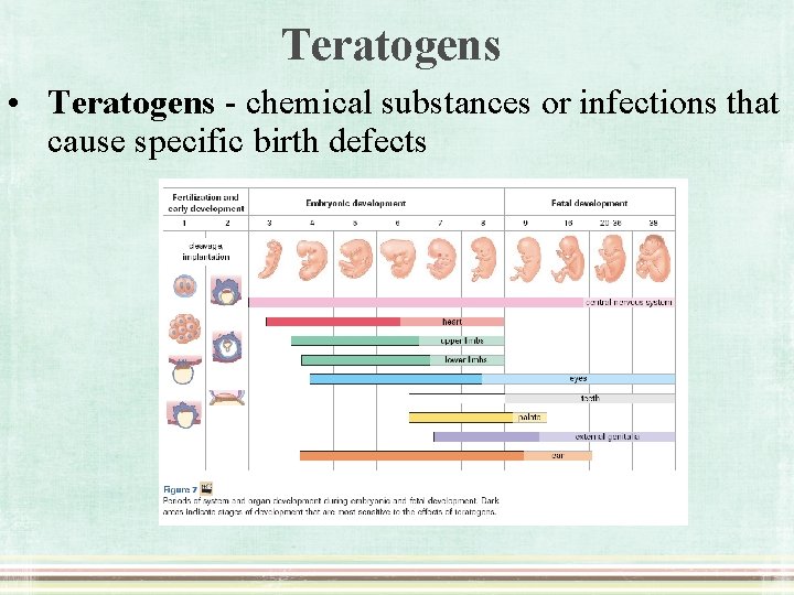 Teratogens • Teratogens - chemical substances or infections that cause specific birth defects 