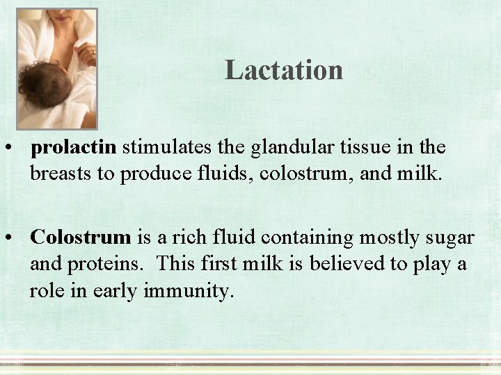 Lactation • prolactin stimulates the glandular tissue in the breasts to produce fluids, colostrum,