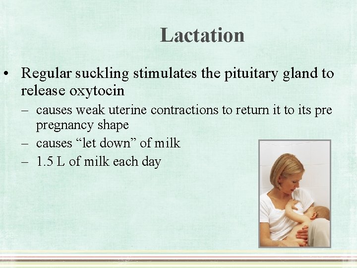 Lactation • Regular suckling stimulates the pituitary gland to release oxytocin – causes weak