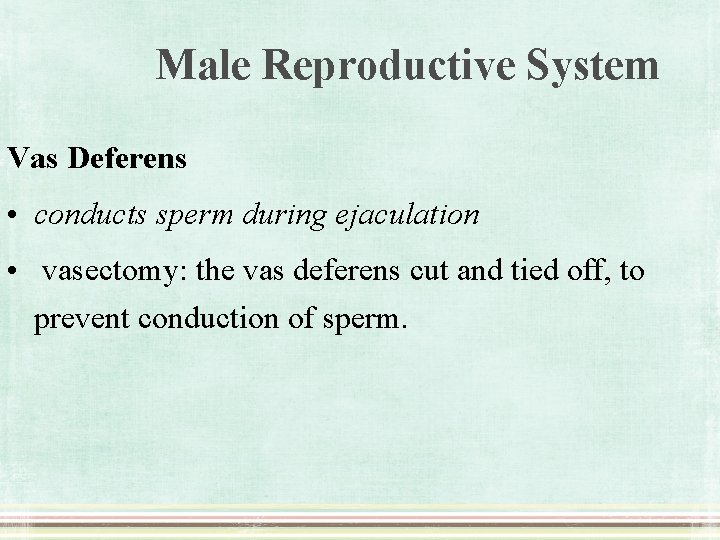 Male Reproductive System Vas Deferens • conducts sperm during ejaculation • vasectomy: the vas
