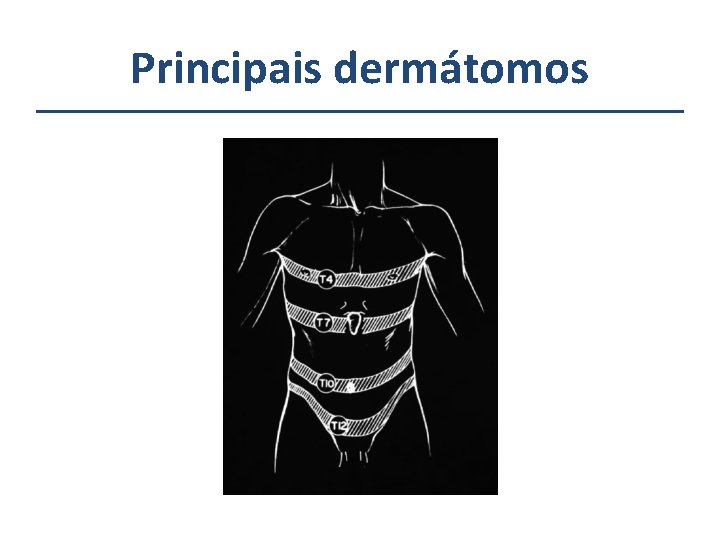 Principais dermátomos 